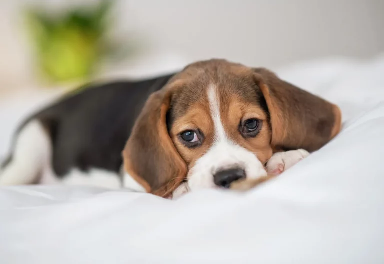 Understanding Anxiety In Dogs