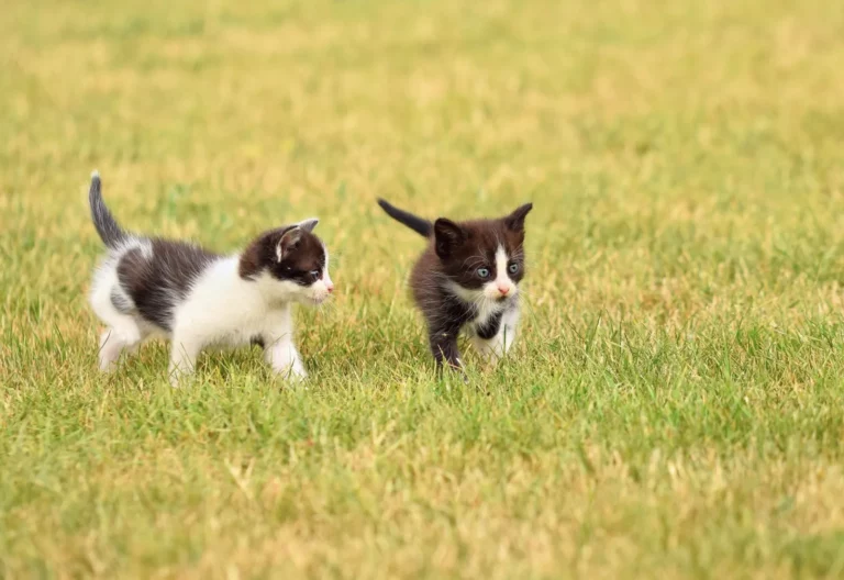 Vaccinating Your Cat