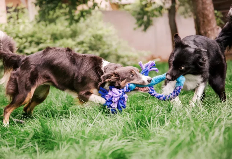 Vaccinating Your Dog