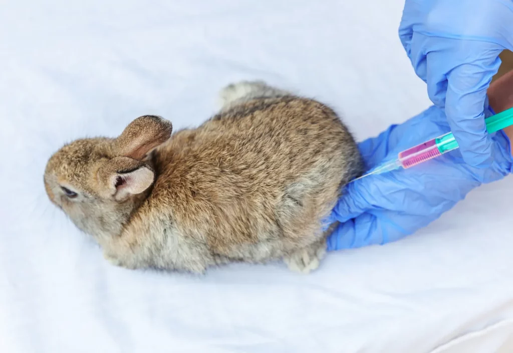 Vaccinating Your Rabbit