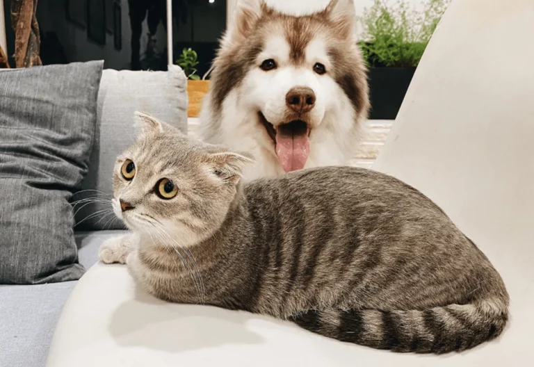 Vaccinations For Your Pets: Your FAQs answered
