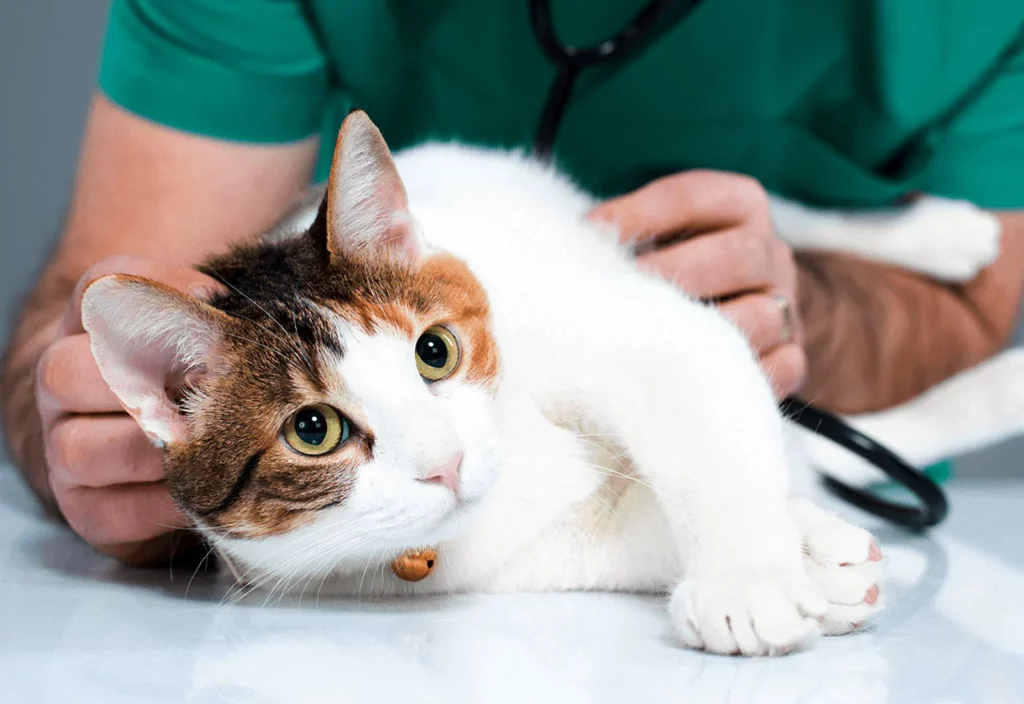 What Does An Annual Health Check For Your Pet Include?