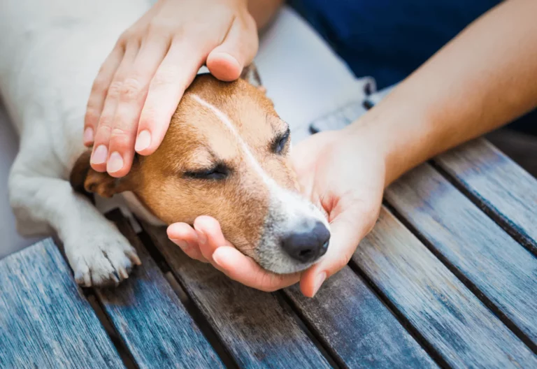 What To Do When You Find Lumps And Bumps On Your Pet