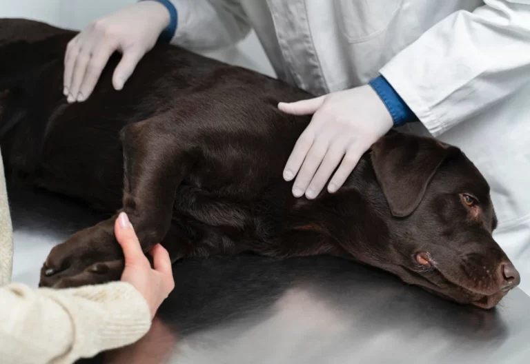 When Your Pet Needs Surgery