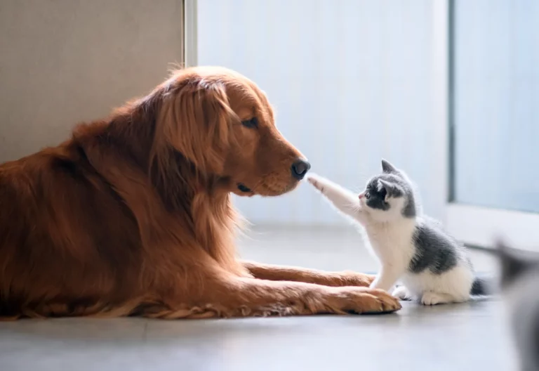 Our Top Tips For Introducing Your New Kitten To Your Household Pets
