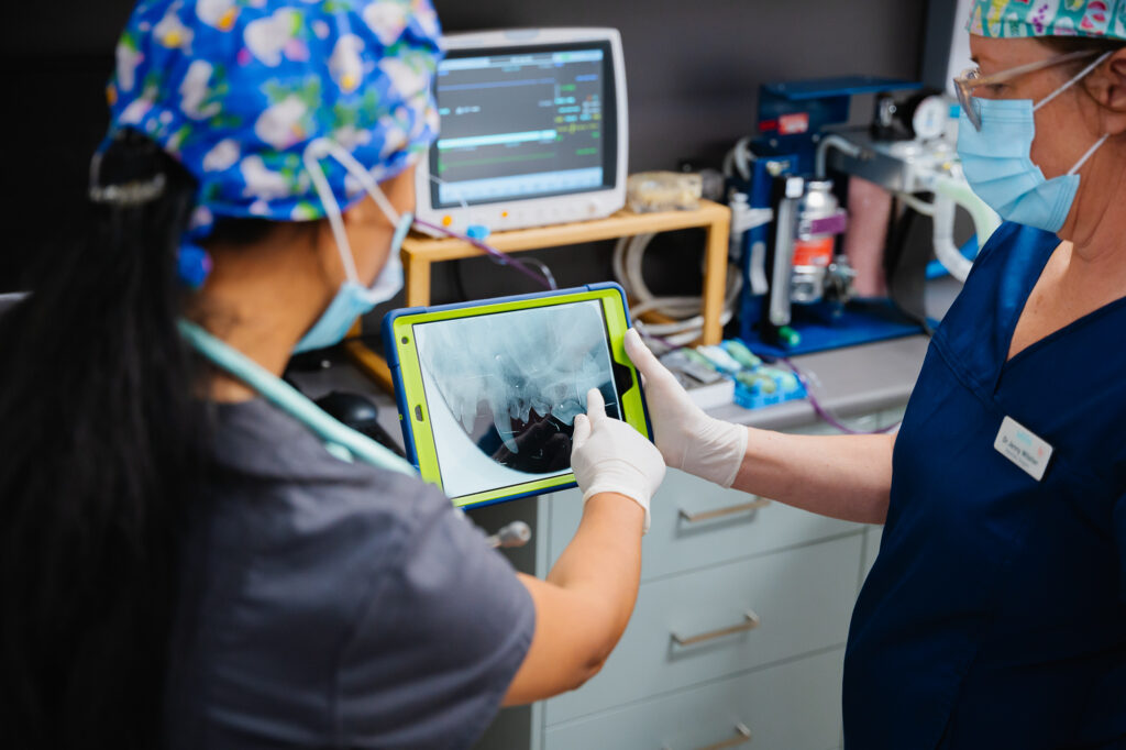 Dental X-ray for Dog near Moorabbin by Moorabbin Veterinary Hospital
