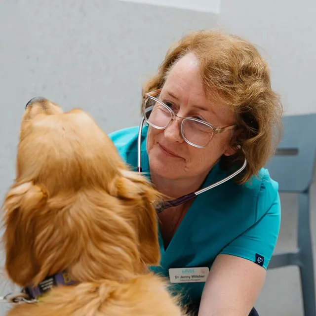Dr Jenny Wilsher - Veterinarian and Moorabbin Veterinary Hospital