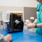 Moorabbin Vet Clinic-32