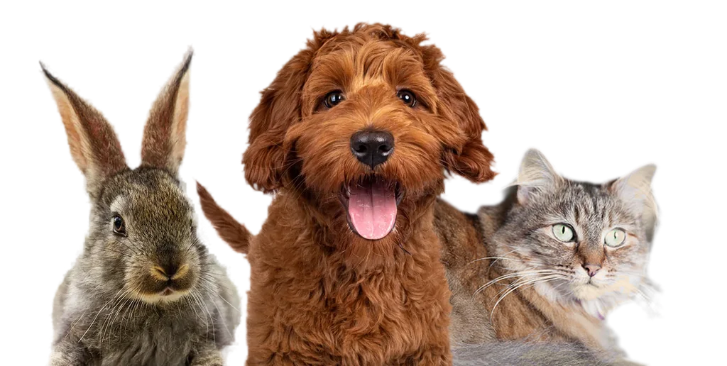 Dog, rabbit and cat - patients of Moorabbin Veterinary Hospital in Bayside, Melbourne